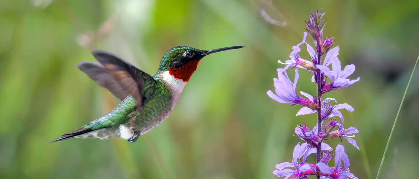 https://cspuatxwww1authoring.brampton.ca/EN/residents/GrowGreen/PublishingImages/banners/Hummingbird%20Pollinator%20Banner.png