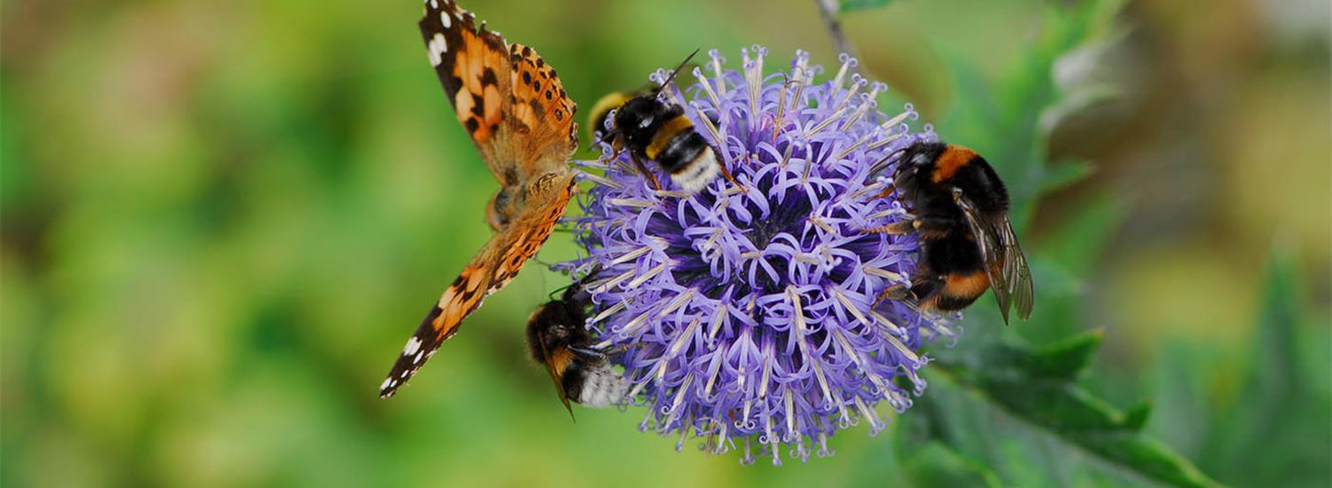 Dearbourne Pollinator Pilot Project Page Banner