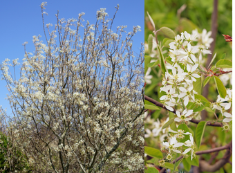 Serviceberry