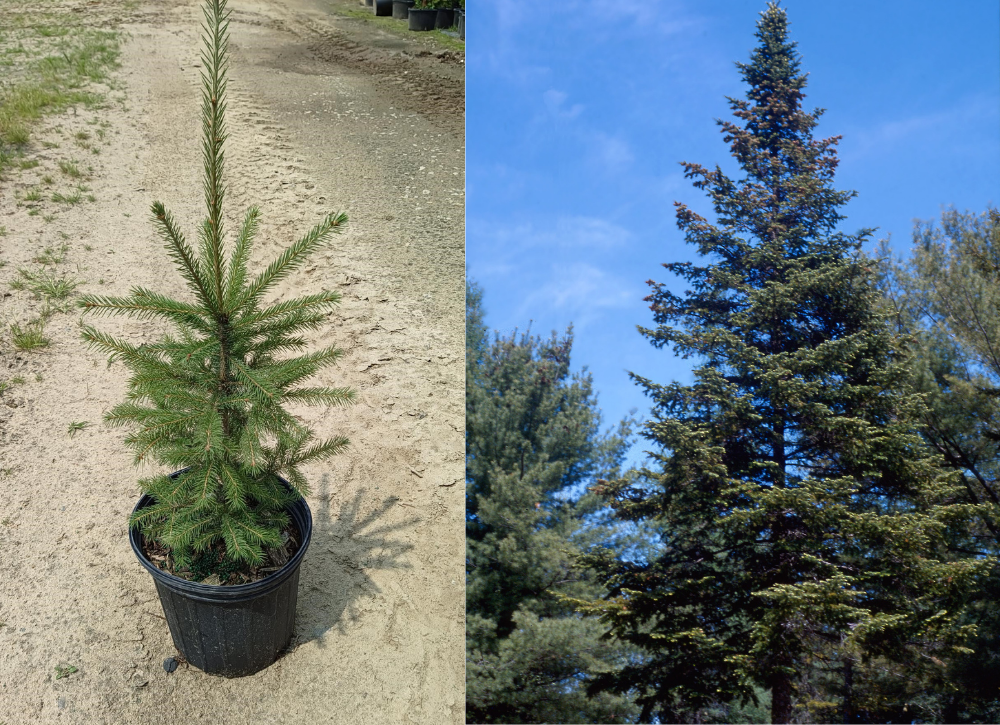 White Spruce