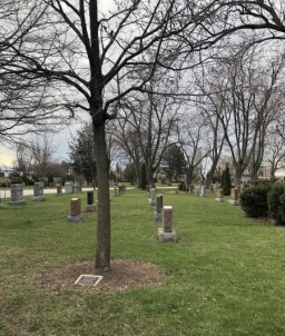 Memorial Tree 2 Cemetery.jpg