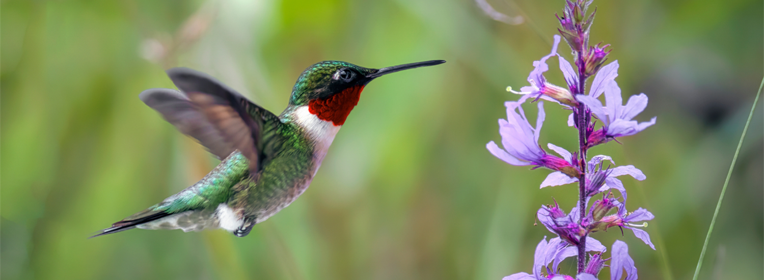 Pollinator Week Page Banner