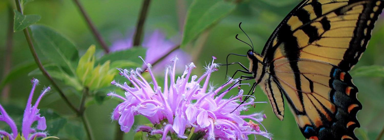 City Pollinator Initiatives Page Banner