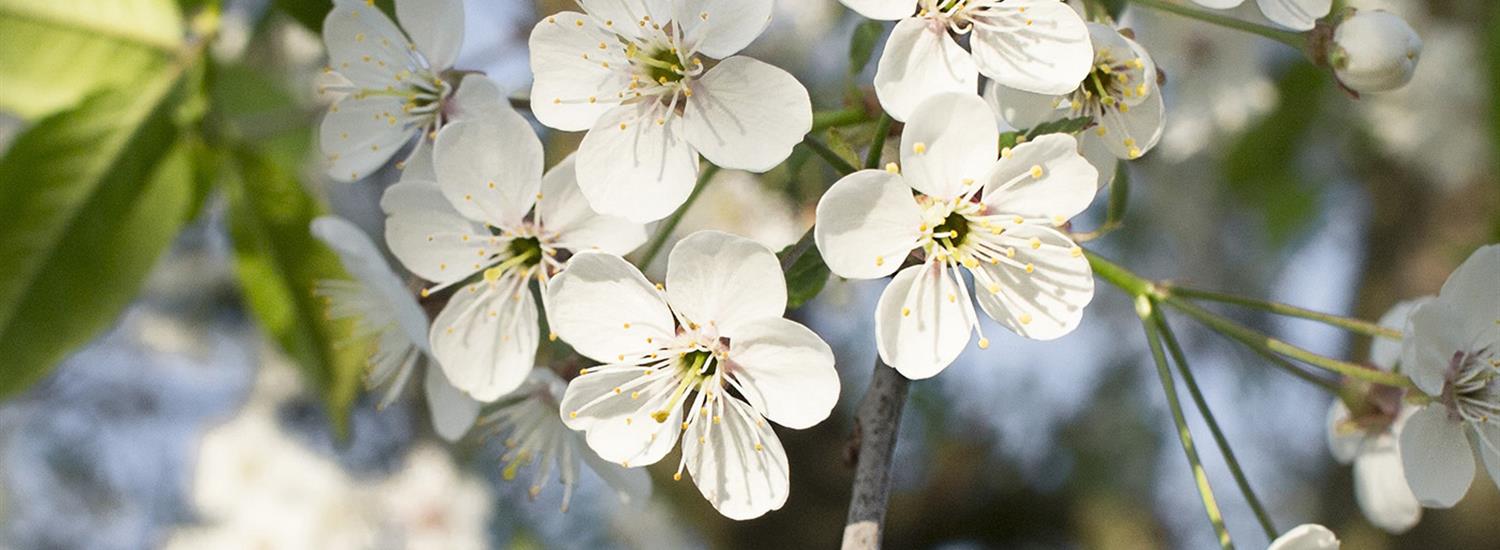 Pollinators Plants Page Banner