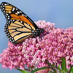 Swamp Milkweed (Asclepias incarnata)